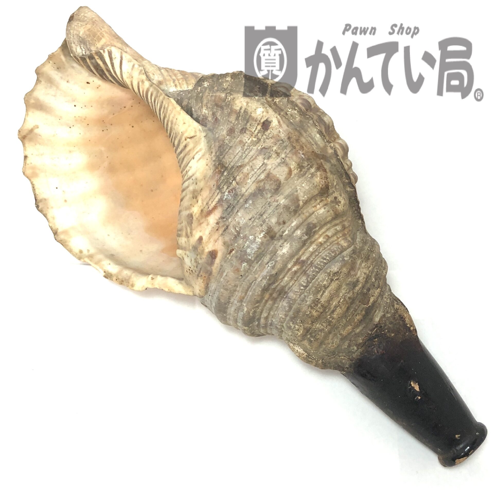 法螺貝をお買取りしました！【かんてい局 新潟上越店】 | 買取実績