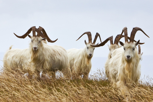 goat600.jpg