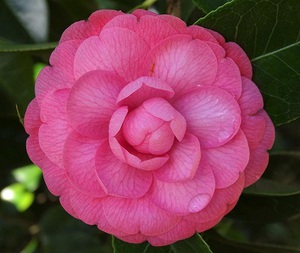 camellia-4763811_960_720.jpg