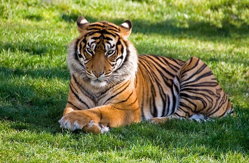 tiger-4332665_960_720.jpg